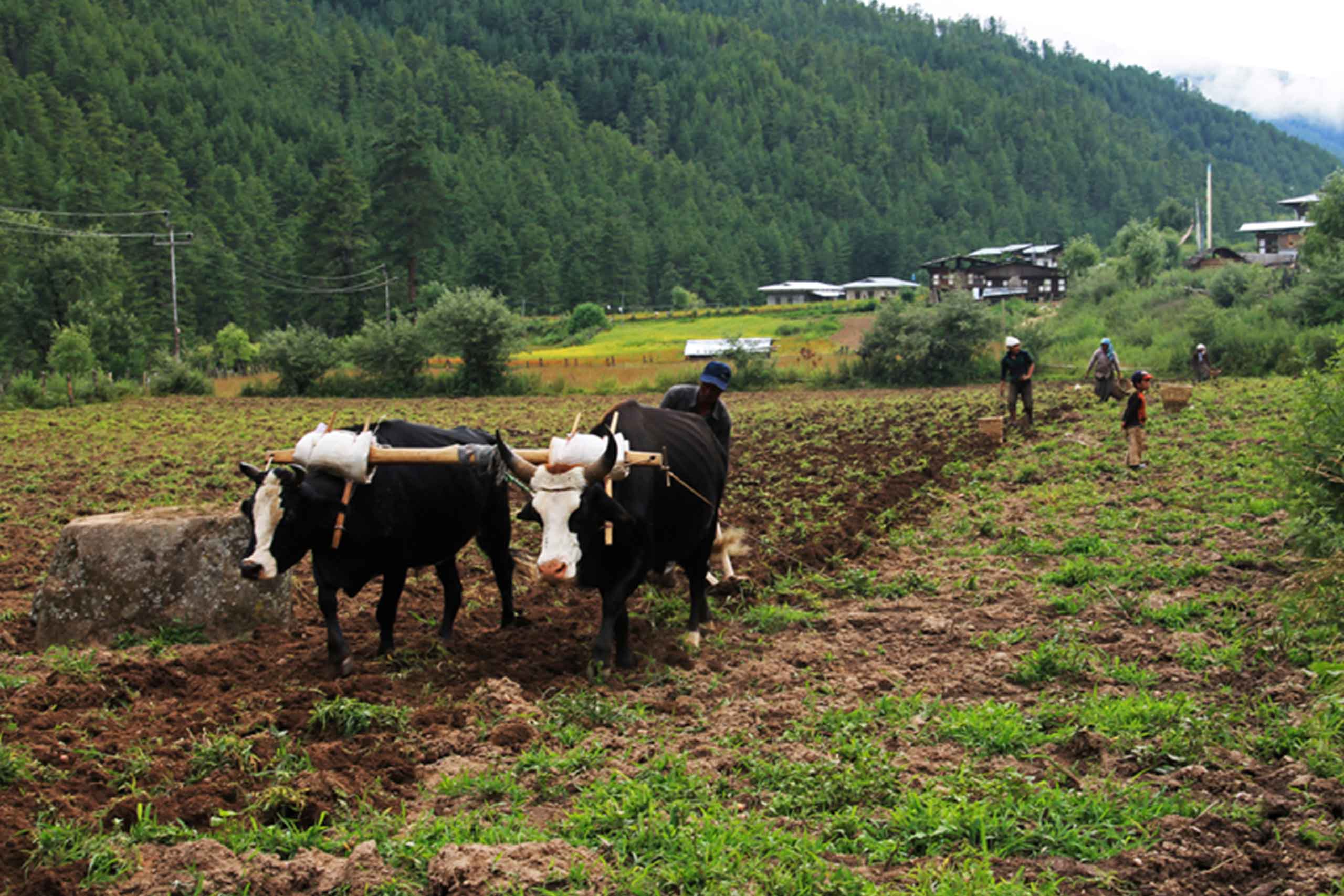 Agriculture Bhutan