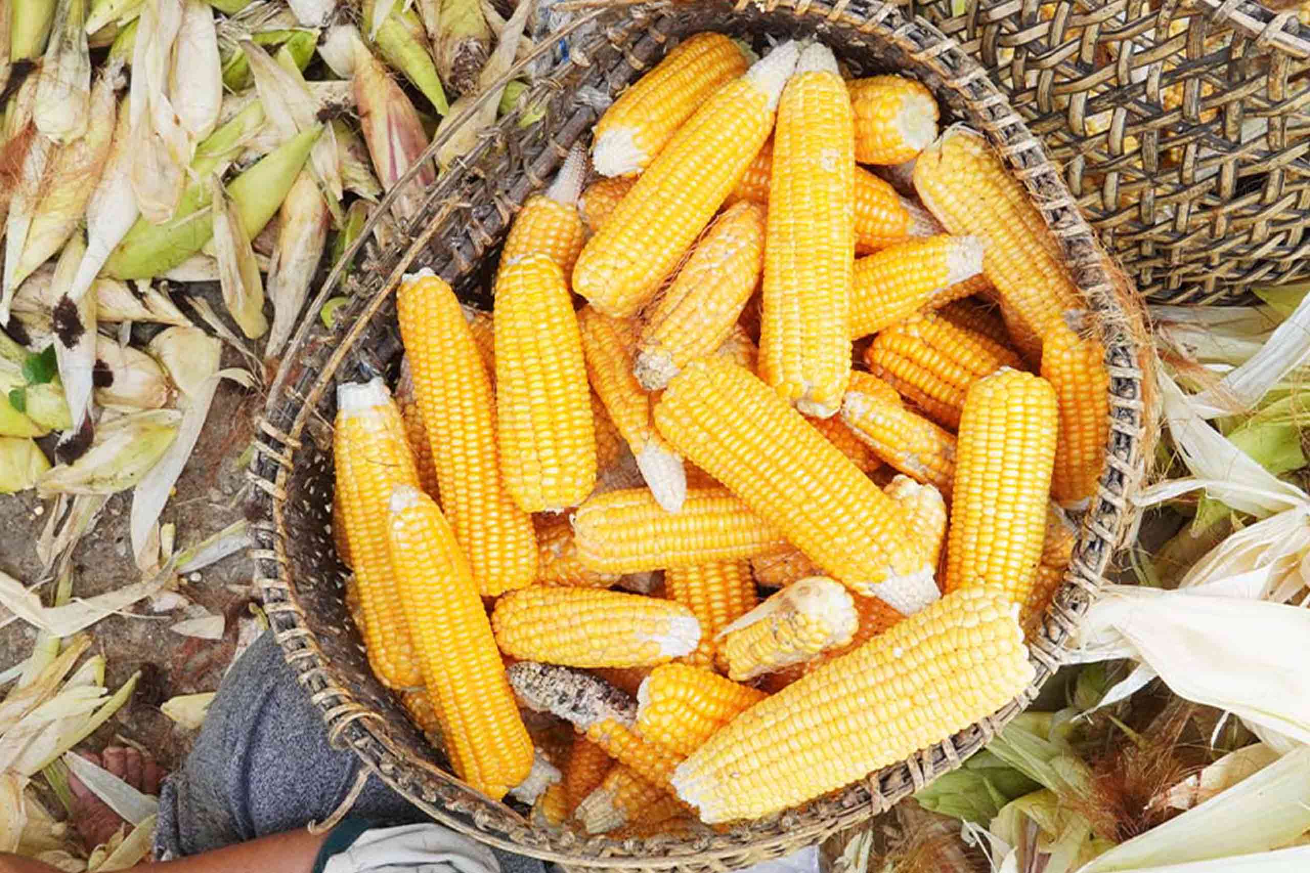 Agriculture Bhutan10