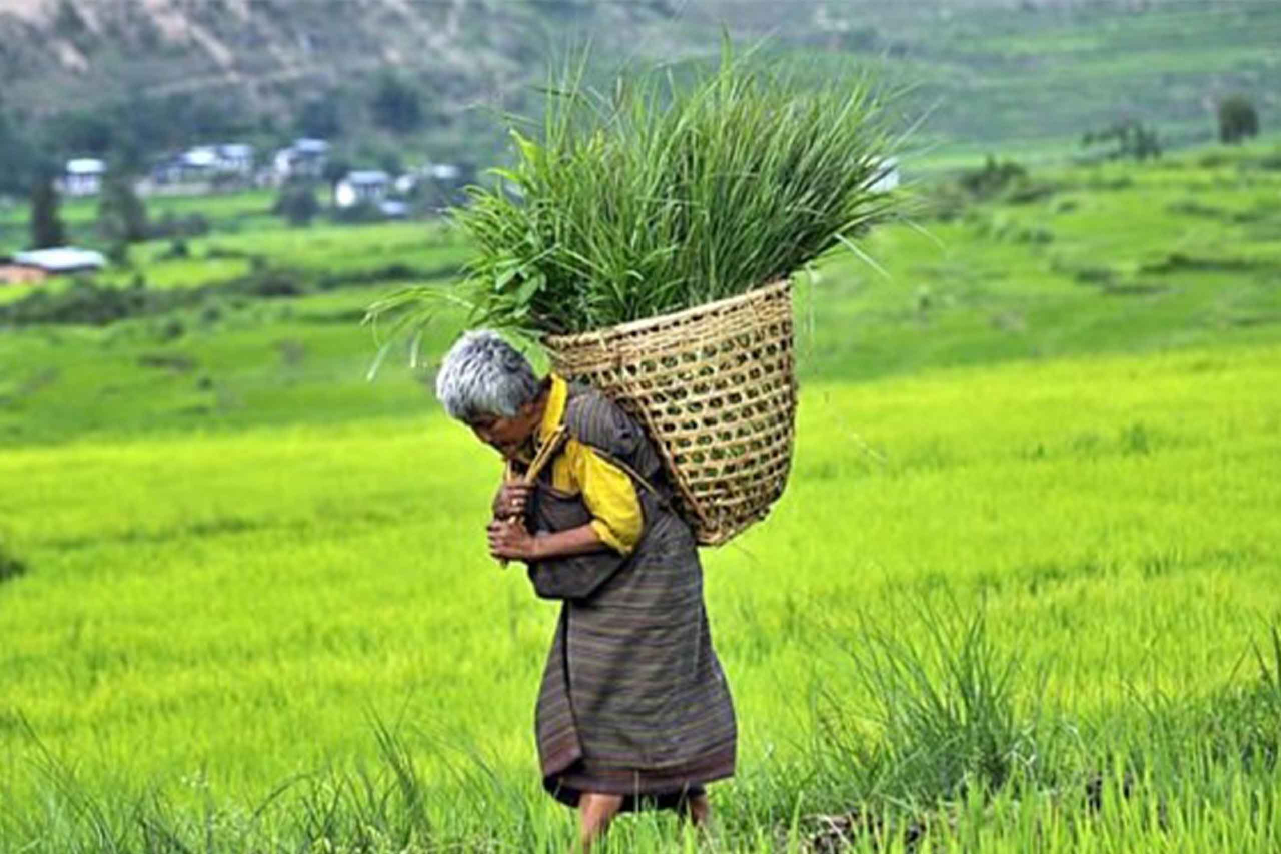 Agriculture Bhutan2