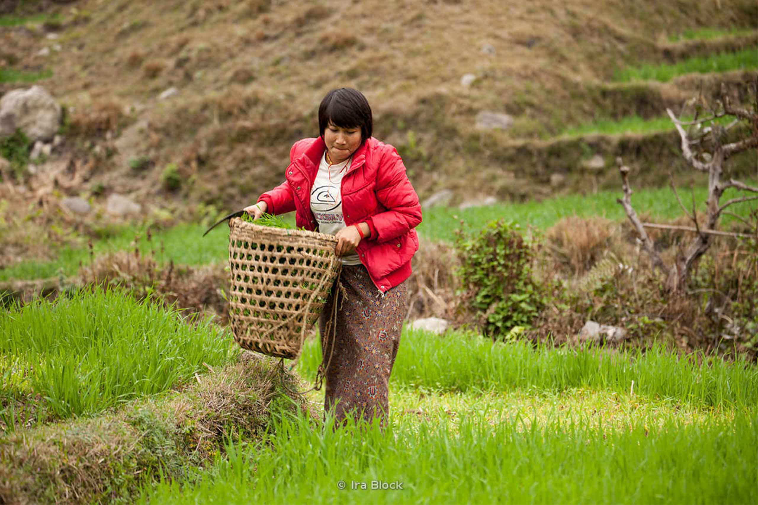 Agriculture Bhutan7