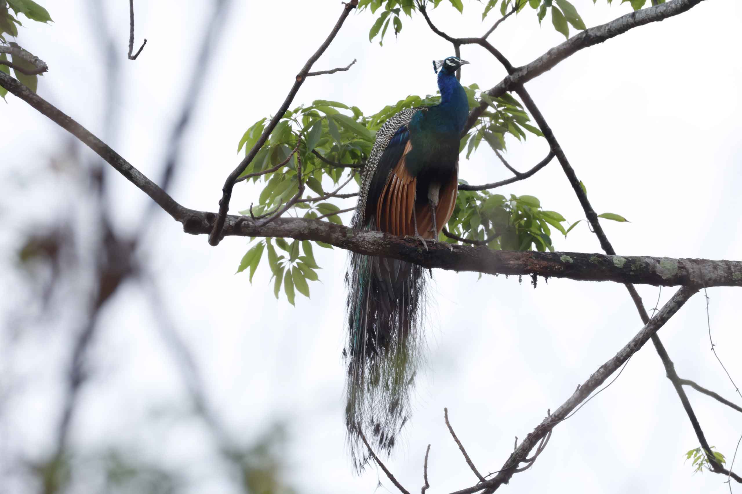 tales of bhutan bird watching 1