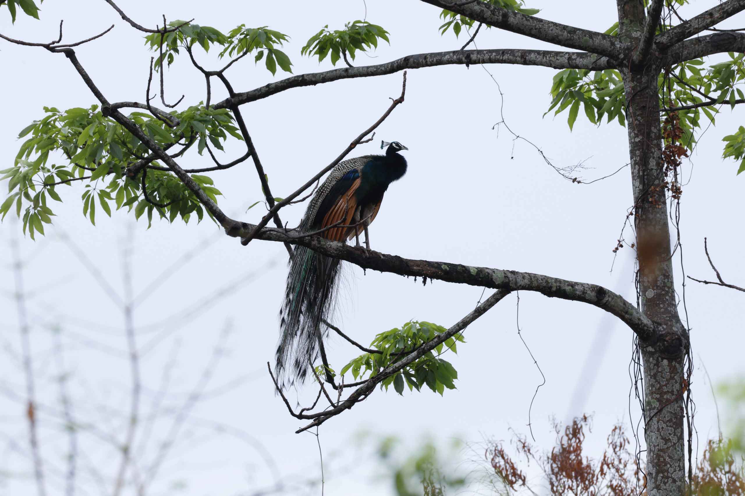 tales of bhutan bird watching 2