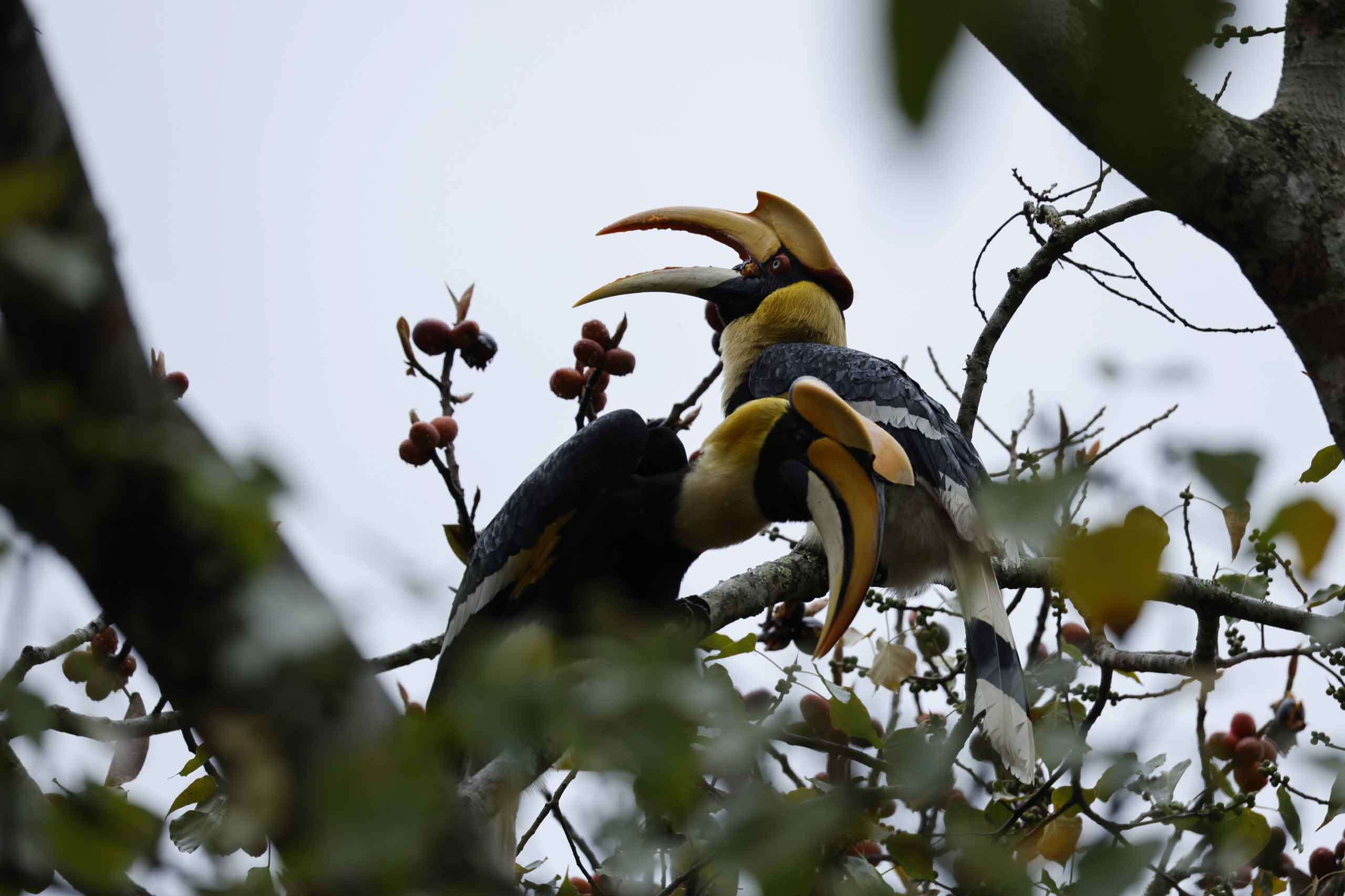 tales of bhutan bird watching 3