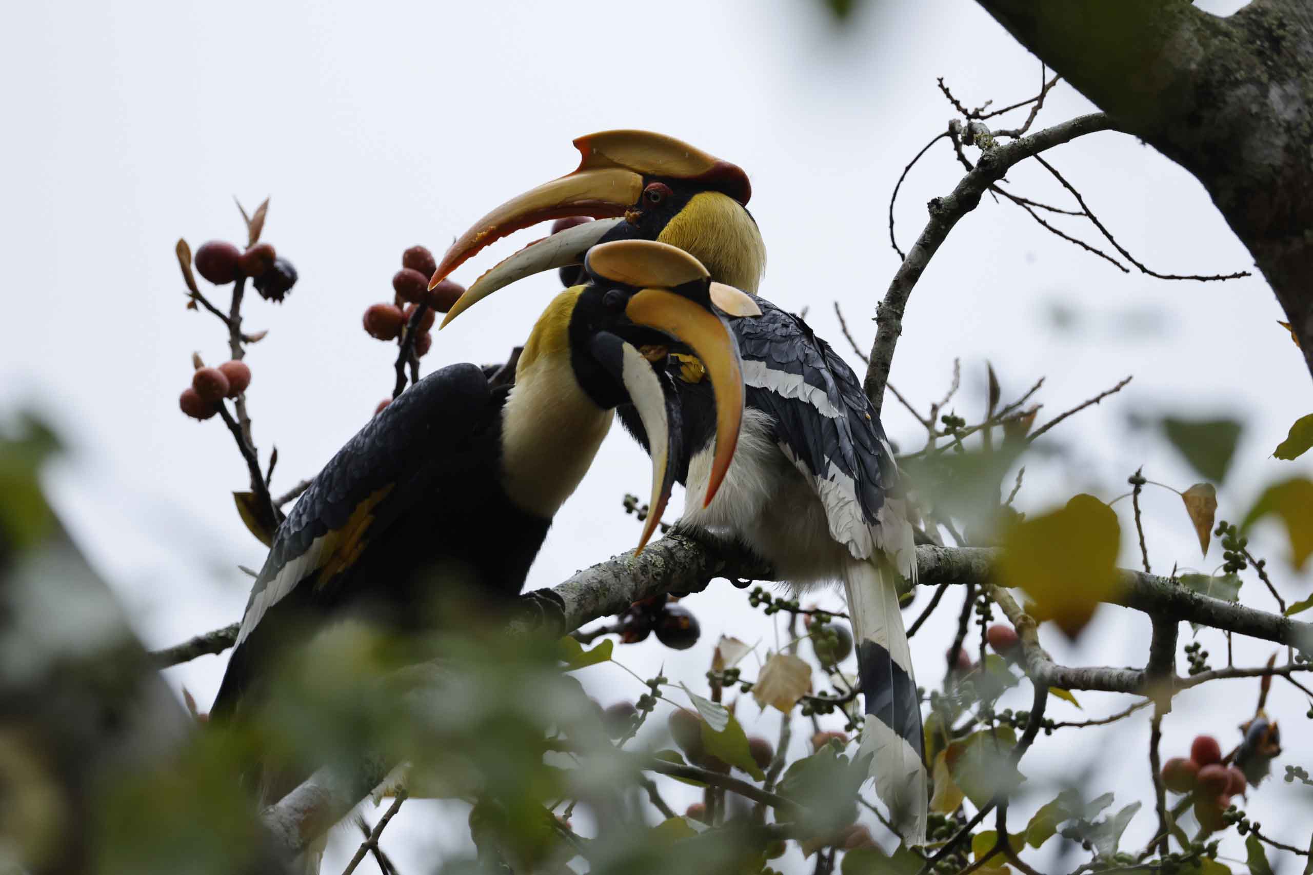 tales of bhutan bird watching 4
