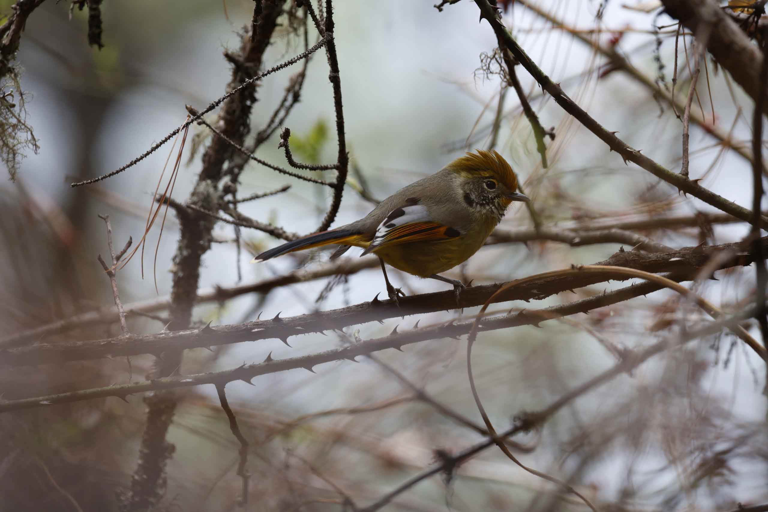 tales of bhutan bird watching 5